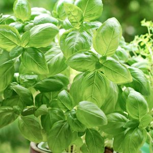 Естествена козметика за красиво лице